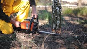 Reliable Dinuba, CA Tree Care Solutions