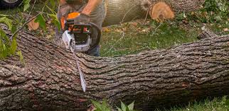 Best Lawn Disease Treatment  in Dinuba, CA