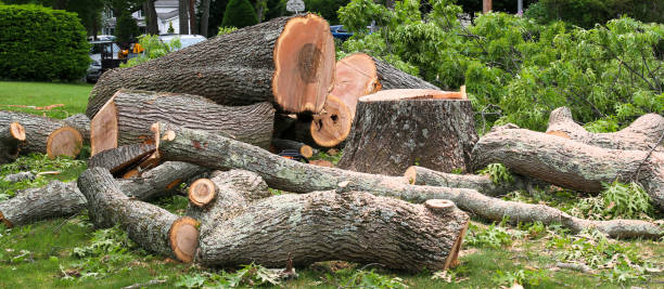 Best Tree Preservation Services  in Dinuba, CA