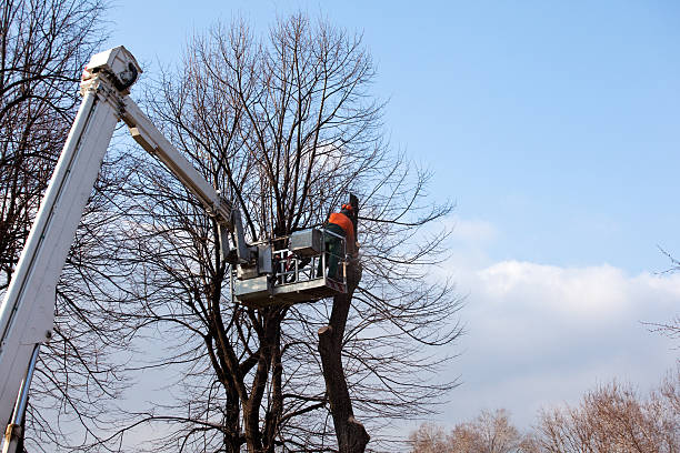 Best Tree Disease Treatment  in Dinuba, CA