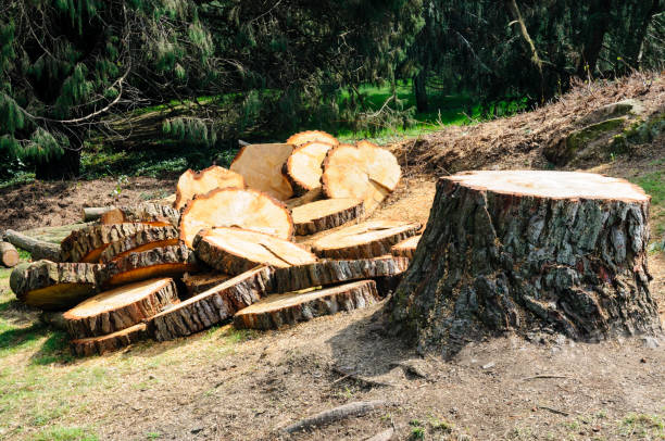 Best Tree Mulching  in Dinuba, CA